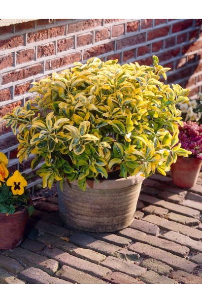 Euonymus japonicus ’Aureus’